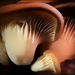 Mushroom Masterpiece by olivetreeann