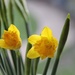 First by daffodill