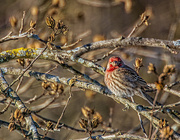 13th Jan 2016 - Another Purple Finch