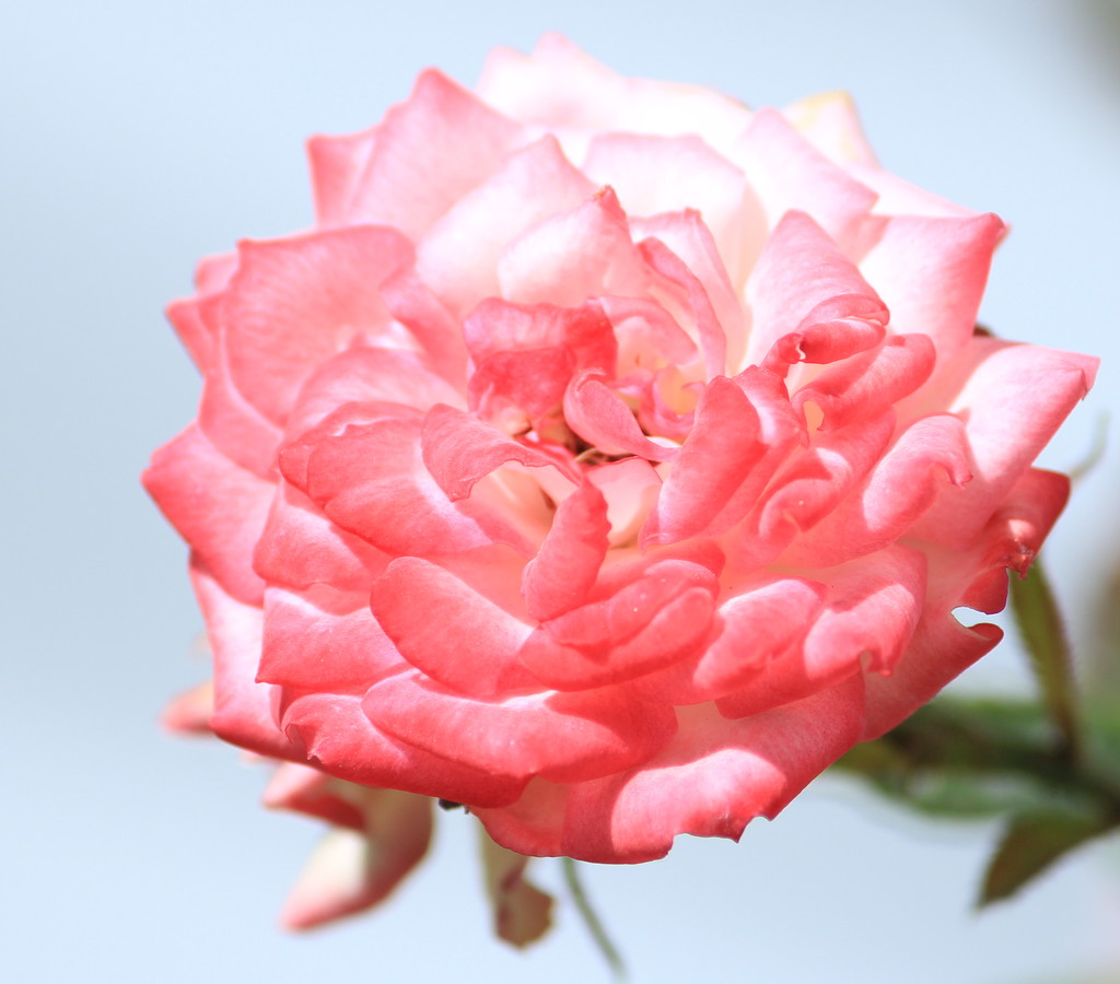 Faded rose by kiwinanna