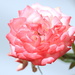 Faded rose by kiwinanna