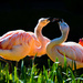 Flamingo Fight! by stray_shooter