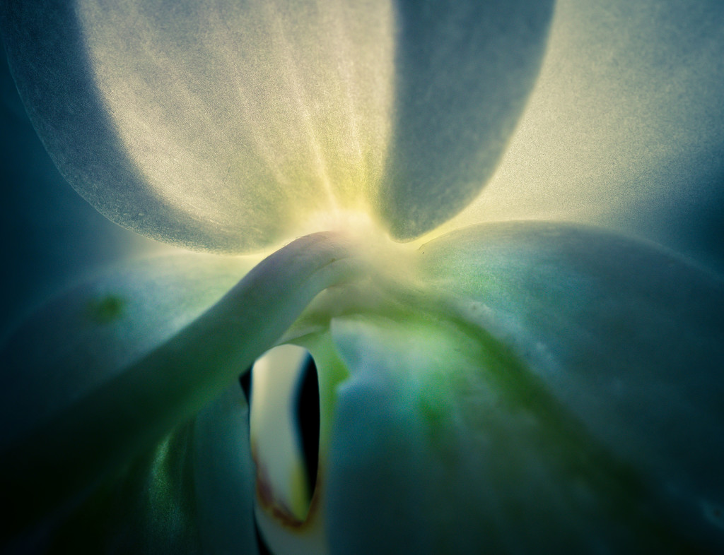 Sunlit Orchid by rosiekerr