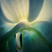 Sunlit Orchid by rosiekerr