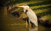 17th Jan 2016 - Another Heron in the Sun!