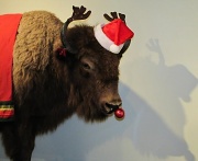 28th Nov 2010 - Christmas buffalo