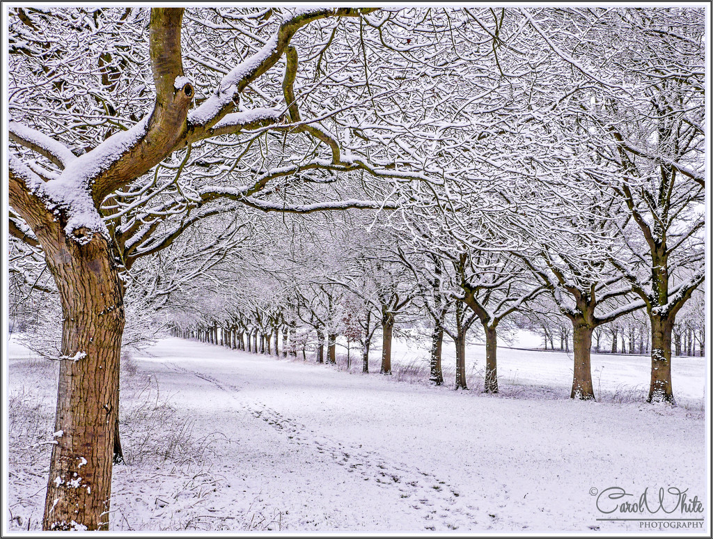 Snowy Avenue Of Trees by carolmw