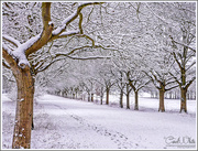 18th Jan 2016 - Snowy Avenue Of Trees
