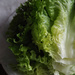 Lettuce Still Life by houser934