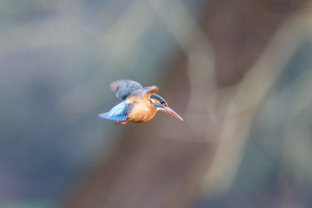 Female Kingfisher hovering ready to fish. by padlock