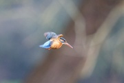 18th Jan 2016 - Female Kingfisher hovering ready to fish.