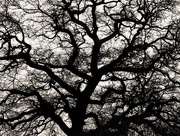 18th Jan 2016 - Branches