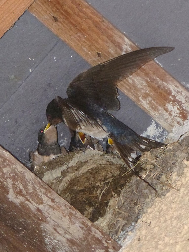  Swallows at Llanerchaeron  by susiemc