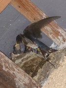25th Aug 2015 -  Swallows at Llanerchaeron 