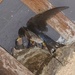  Swallows at Llanerchaeron  by susiemc