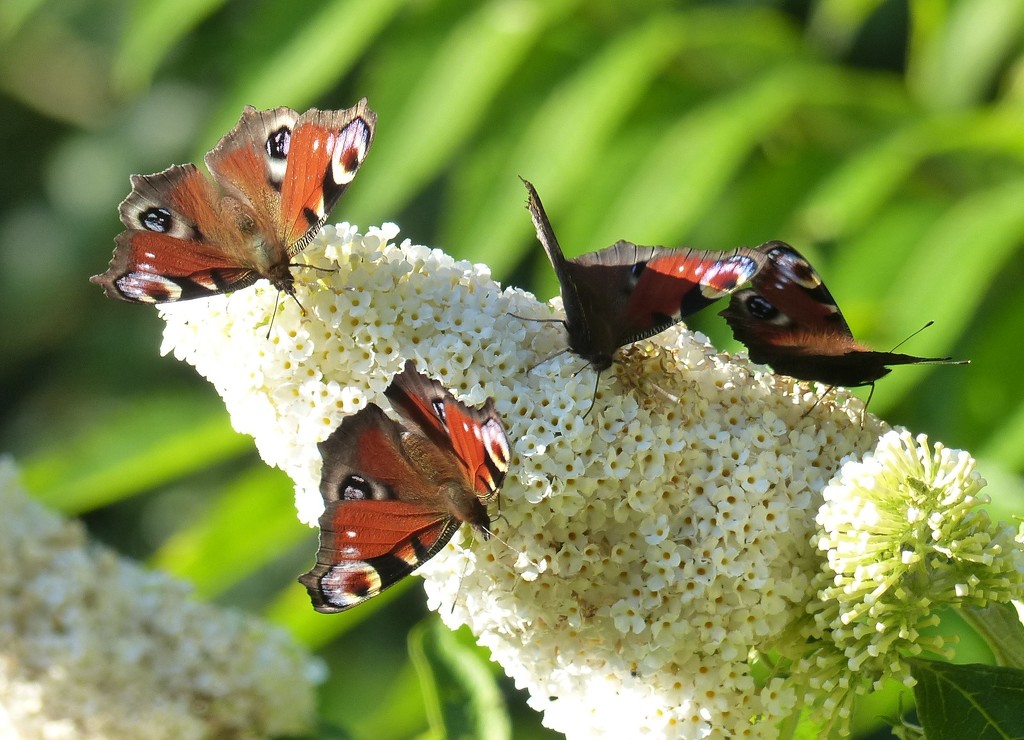 Peacock Butterflies on White Buddleia by susiemc