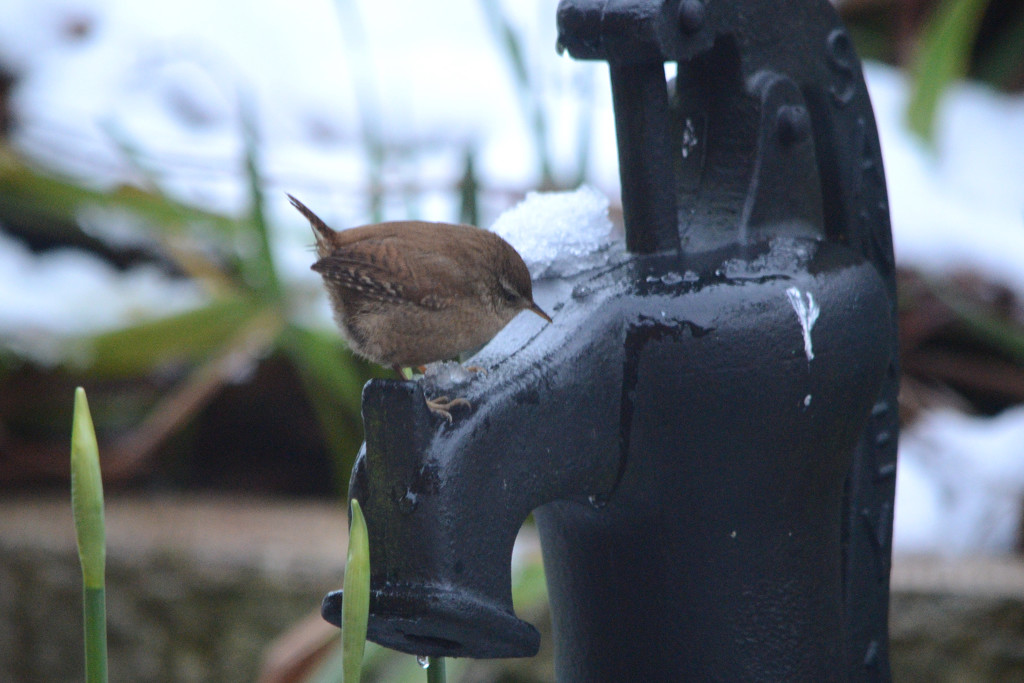 Wren on a plastic water pump by richardcreese