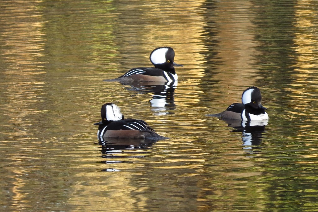 A trio of hooded mergansers. by rob257