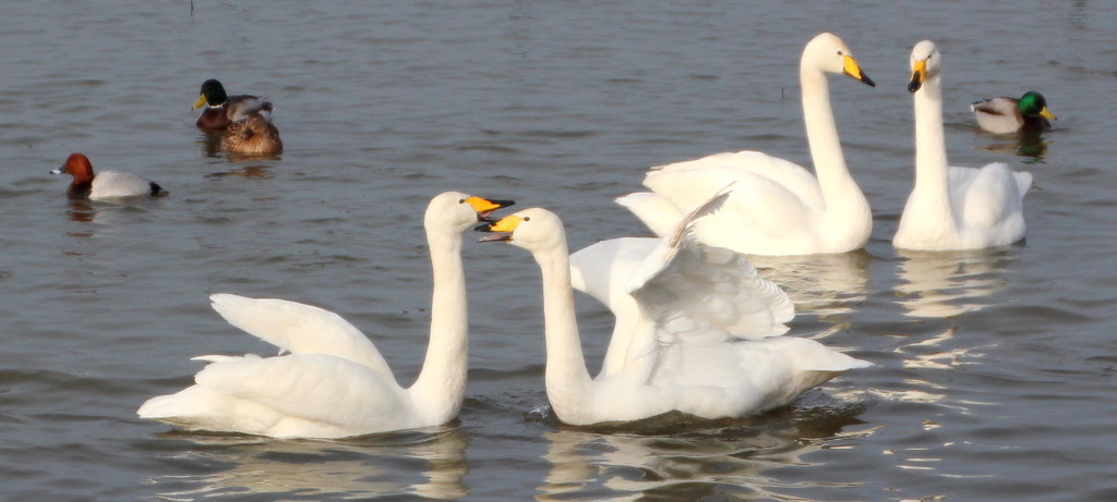 Whooper swans by busylady