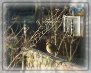 18th Jan 2016 - Mr Robin on the fence