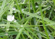 20th Jan 2016 - Grasses and dewdrops 