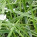 Grasses and dewdrops  by beryl