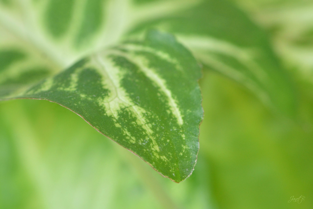 Arrowhead Plant by janetb