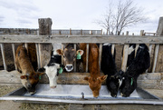 18th Mar 2014 - Cows be Spittin