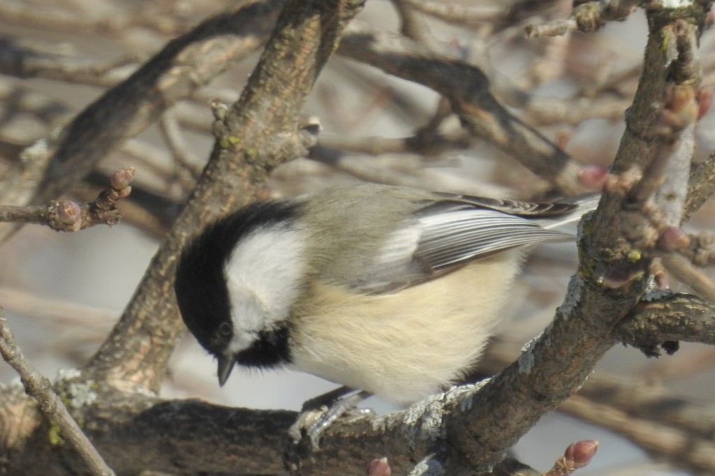 chickadee 18january by amyk