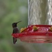 Backyard Hummingbird by mariaostrowski