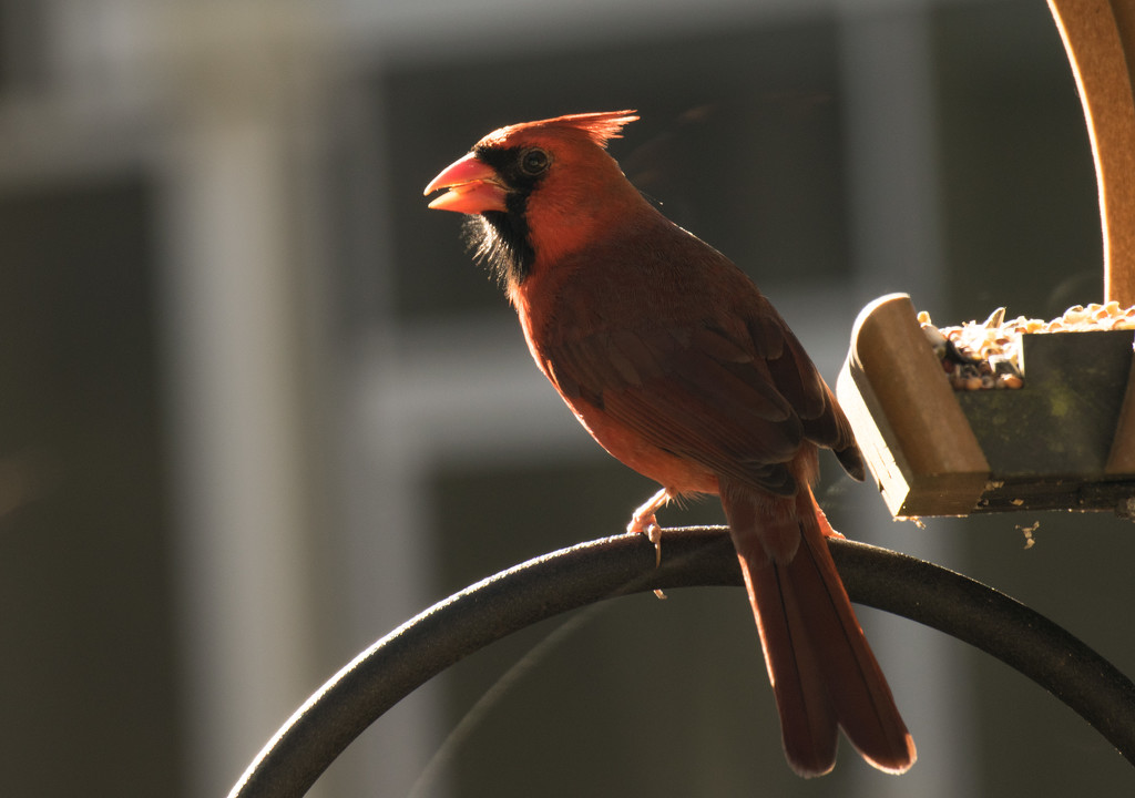Mr Cardinal at the Feeder! by rickster549