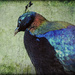 Rare Bird by Weezilou