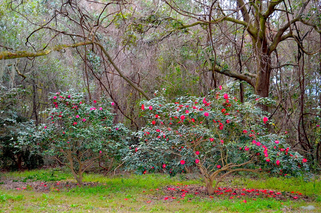 Camellias, Charles Towne Landing State Historic Site, Charleston, SC by congaree