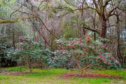 19th Jan 2016 - Camellias, Charles Towne Landing State Historic Site, Charleston, SC