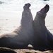 Male Elephant Seals  by mzzhope