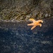 Little Sea Star by mzzhope