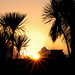 Sunset palm trees by davidrobinson