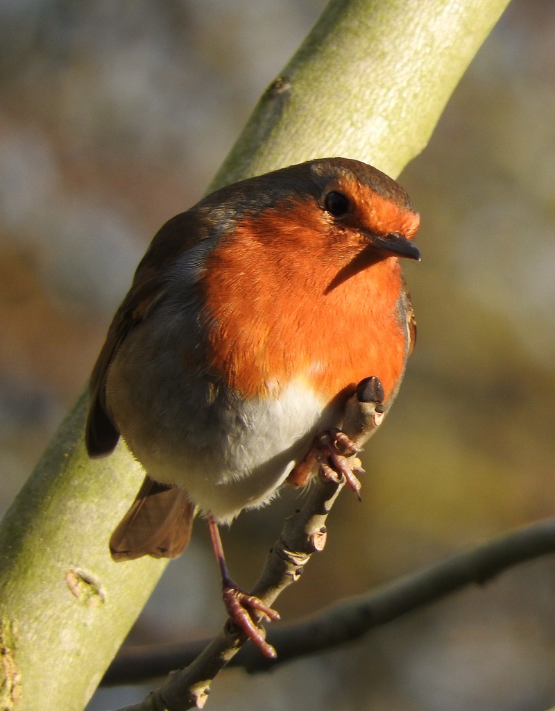 Robin  by oldjosh