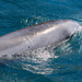 Dolphin identity by flyrobin