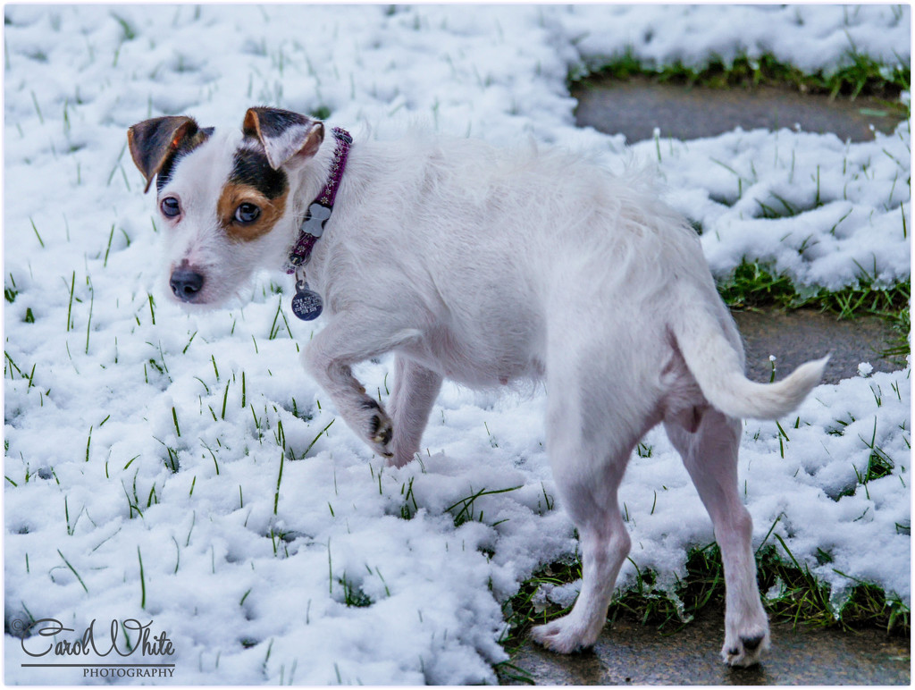 "I'm Not Too Sure About This" (Daisy's first encounter with snow) by carolmw