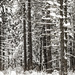 Snow Trees by tosee