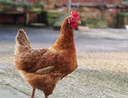 19th Jan 2016 - Why did the chicken cross the road? To visit our house.  
