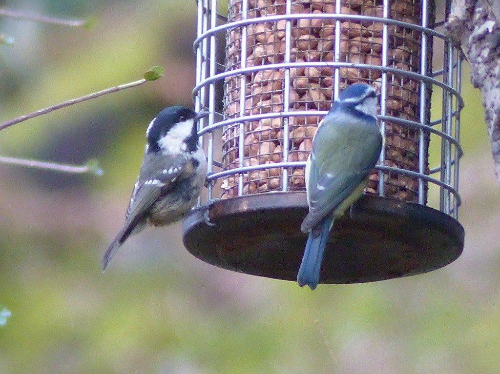 Coal Tit and Blue Tit by susiemc