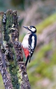 19th Jan 2016 - Greater Spotted Woodpecker  (Female)