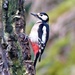 Greater Spotted Woodpecker  (Female) by susiemc