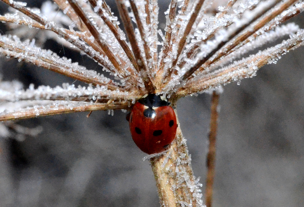 Frosty Ladybird   by arkensiel
