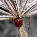 Frosty Ladybird   by arkensiel