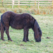 Pony by philhendry