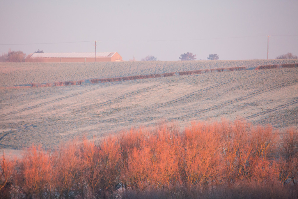 2016 01 19 - Sunrise hedge by pamknowler