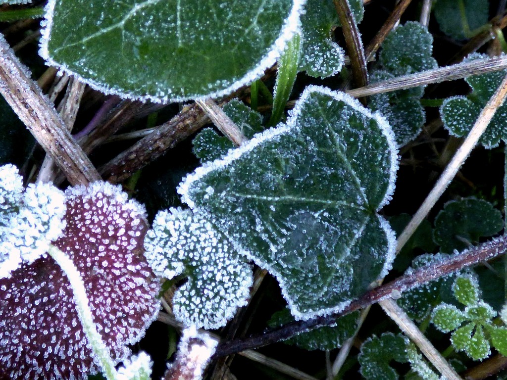 Frosty leaves by julienne1